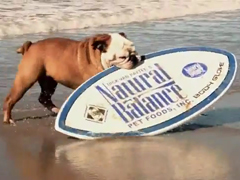 Surfing-Dog---YouTube