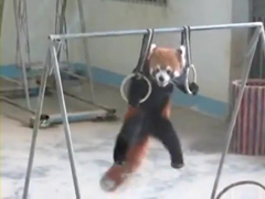 red-panda-show---YouTube