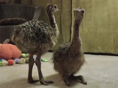 Baby-Ostrich-slowly-falls-a