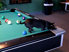 Chihuahua-Dog-Playing-Pool-