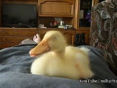 Duckling-Snoring-FUNNY---Yo