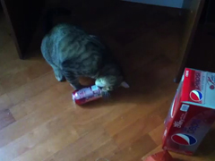 Kitty-and-a-Can---YouTube