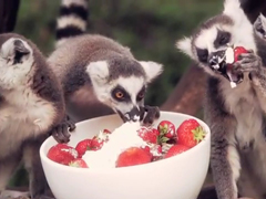 Lemurs-enjoying-strawberrie
