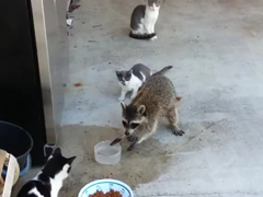 Raccoon-eating-cats-food---