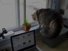 Window-cat-attack---YouTube
