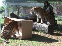 _-BIG-CATS-like-boxes-too!-