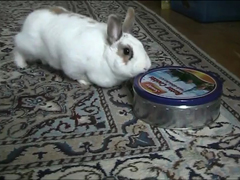 Cute-rabbit-steals-cookies-
