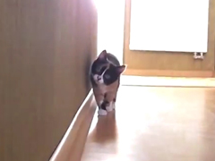 _-Kitten-Stalking---Кот