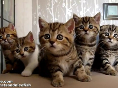 _-Funny-Cats-Choir-(-Dancin