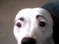 _-Funny-Dogs-with-Eyebrows-