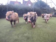 _-Run-Piggy-Run---Micro-pig