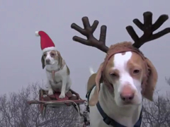 _-Dogs-Ruin-Christmas--Cute
