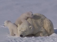 POLAR-BEAR-LOVE--Cute-polar