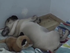 _-Snoring-Pugs---Cute-Pugs-