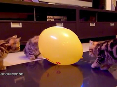 Kittens--,--Balloon---and--