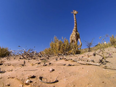 GoPro_-Giraffe-Kick