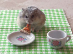 Tiny-hamster-eating-a-tiny-