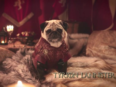 The-Pugs-of-Westeros