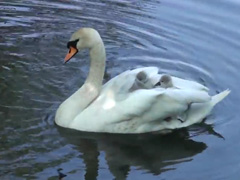Baby-swan's-(Cygnets)-hitch
