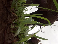 Elephant-picks-up-GoPro
