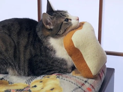 猫のパン女子会---Cats-Bread