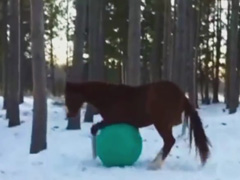 Horses-Playing-With-Balls-C