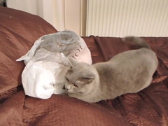 Cat-fail---plastic-bag