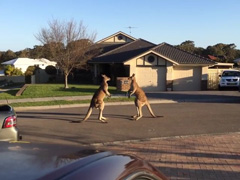 wild-kangaroo-street-fight-