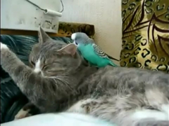 Parrot-annoys-cat
