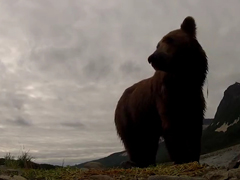A-grizzly-Ate-My-GoPro!!!-G