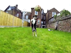 Border-Collie-puppy-forgets