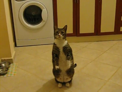 Cat-Standing-Up---Funny-Pet