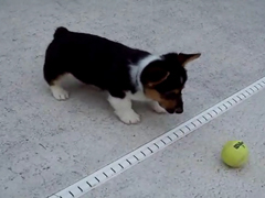 Corgi-playing-ball---YouTub