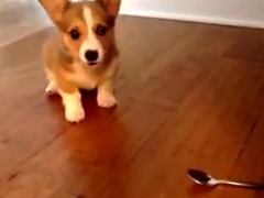 Corgi-puppy-and-the-scary-s