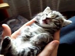 Dreaming-BoBo-Kitten---YouT