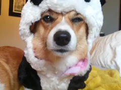 Frozen-corgi-pandas---YouTu