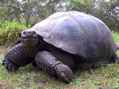 Giant-Galapagos-Tortoise-(e