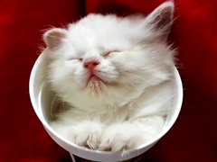 Kitten-sleeping-in-a-cup---