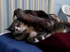 Sloth-and-cat---Gato-com-pr