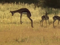 Springbok-pronking---YouTub