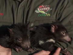 Tasmanian-Devil-Joeys---You