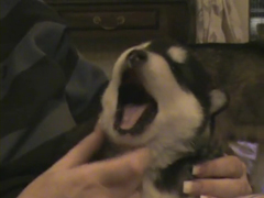 alaskan-malamute-puppy-howl