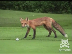 A-fox-steals-a-man's-golf-b