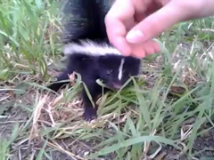 Baby-Skunk-Friend!!-(ORIGIN