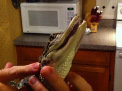 Baby-the-Friendly-Alligator