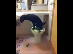 Dog-Has-Mastered-The-Toilet