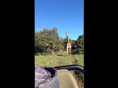 Giraffe-chasing-jeep---YouT