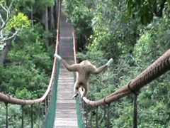 Hilarious!---Gibbon-walks-t