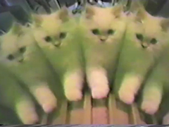 Kitten-Kaleidoscope---YouTu