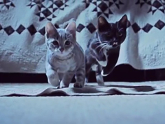 Kittens-On-The-Beat---YouTu